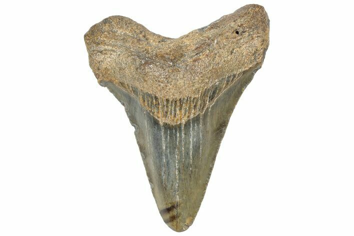 Serrated Angustidens Tooth - Megalodon Ancestor #308021